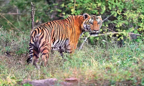 Tamil Nadu: एस्टेट कर्मियों ने वेलिमालाई हिल्स में बाघ के सक्रिय होने का आरोप लगाया Tamil Nadu: एस्टेट कर्मियों ने वेलिमालाई हिल्स में बाघ के सक्रिय होने का आरोप लगाया