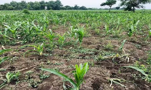 Tamil Nadu: अधिक फलदार वृक्ष लगाकर जंगली जानवरों के आक्रमण पर अंकुश लगाएं