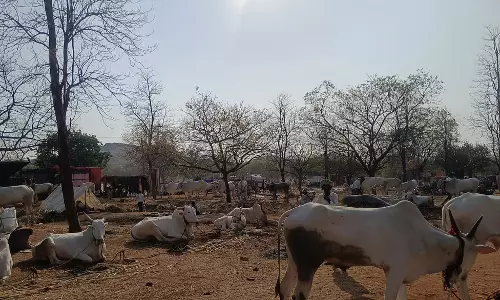 Bagalkot: बैलों की मांग नहीं