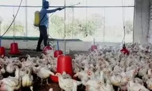 Kurnool-Nandyal में बर्ड फ्लू को रोकने के लिए निवारक उपाय Kurnool-Nandyal में बर्ड फ्लू को रोकने के लिए निवारक उपाय