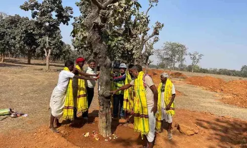Deocha-Pachami कोयला खदान स्थल पर आदिवासी स्थानांतरित पेड़ों की करते हैं पूजा