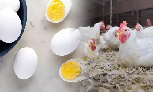 Bird flu का प्रकोप, चिकन और अंडे खाना कितना सुरक्षित है?
