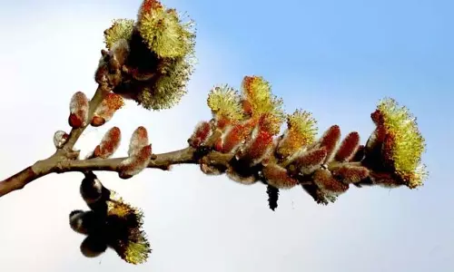 Kashmir में समय से पहले फूल खिलने से जलवायु परिवर्तन पर चिंता बढ़ी
