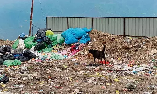 Solan में 2024 में कुत्तों के काटने के 12,377 मामले सामने आए Solan में 2024 में कुत्तों के काटने के 12,377 मामले सामने आए