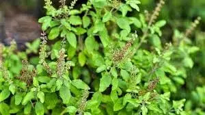 Tulsi Ke Niyam : तुलसी के पौधे से जुड़े इन नियमों का पालन करें, मां लक्ष्मी की होगी कृपा Tulsi Ke Niyam : तुलसी के पौधे से जुड़े इन नियमों का पालन करें, मां लक्ष्मी की होगी कृपा