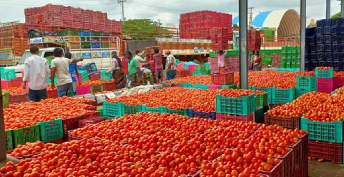 Tamil Nadu: पलाकोडे में टमाटर सॉस उद्योग स्थापित करने के लिए अध्ययन जारी Tamil Nadu: पलाकोडे में टमाटर सॉस उद्योग स्थापित करने के लिए अध्ययन जारी