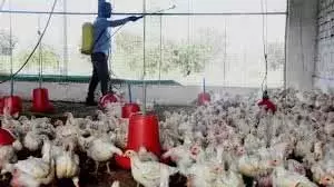 Telangana: फ्लू के डर से चिकन की कीमतों में भारी गिरावट Telangana: फ्लू के डर से चिकन की कीमतों में भारी गिरावट