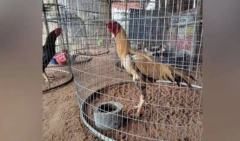 Hyderabad: मुर्गों की लड़ाई, 86 मुर्गों की 16.6 लाख रुपये में नीलामी की गई Hyderabad: मुर्गों की लड़ाई, 86 मुर्गों की 16.6 लाख रुपये में नीलामी की गई