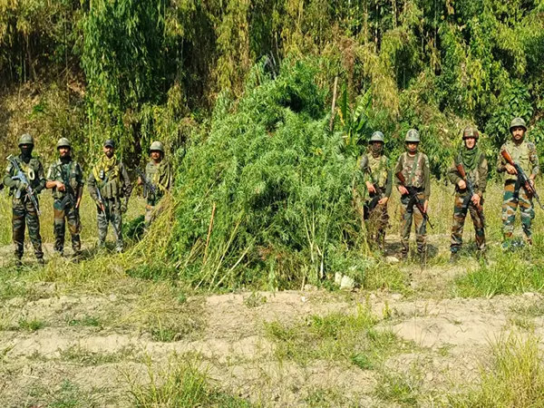 संयुक्त अभियान ने Pherzawl में मारिजुआना की खेती नष्ट की संयुक्त अभियान ने Pherzawl में मारिजुआना की खेती नष्ट की