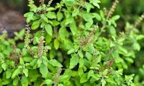 Tulsi Ke Niyam :  तुलसी के पौधे से जुड़े इन नियमों का पालन करें, मां लक्ष्मी की होगी कृपा