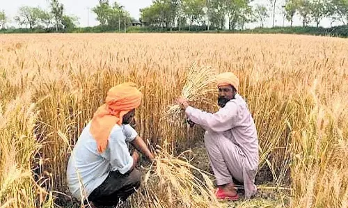 फरवरी में उच्च तापमान से गेहूं की पैदावार प्रभावित होने की संभावना