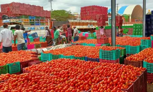 Tamil Nadu: पलाकोडे में टमाटर सॉस उद्योग स्थापित करने के लिए अध्ययन जारी Tamil Nadu: पलाकोडे में टमाटर सॉस उद्योग स्थापित करने के लिए अध्ययन जारी