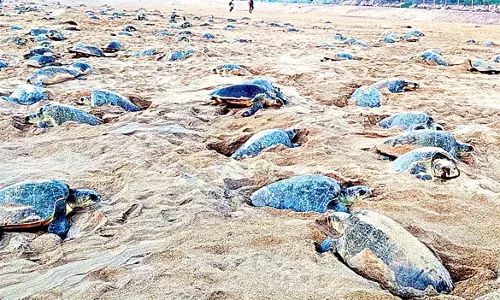 Odisha: ओलिव रिडले समुद्री कछुओं ने बड़े पैमाने पर अंडे देना शुरू कर दिया
