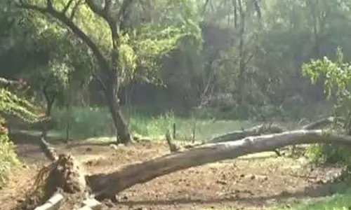 Delhi: 4.0 तीव्रता के भूकंप के बाद धौला कुआं के झील पार्क में पुराना पेड़ उखड़ गया Delhi: 4.0 तीव्रता के भूकंप के बाद धौला कुआं के झील पार्क में पुराना पेड़ उखड़ गया