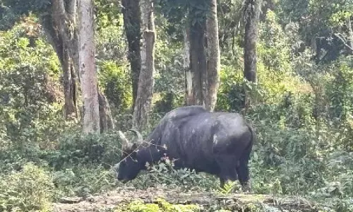Alipurduar में मानव बस्तियों में भटककर आए वृद्ध तेंदुआ और गौर को बचाया गया