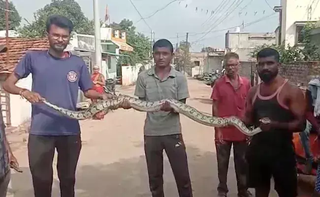 Etawah: मंदिर में अजगर मिलने से मचा हड़कंप , रेस्क्यू