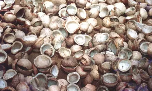 Copra Pricing Dispute: केरल ने 19,385 रुपये प्रति क्विंटल की मांग की Copra Pricing Dispute: केरल ने 19,385 रुपये प्रति क्विंटल की मांग की