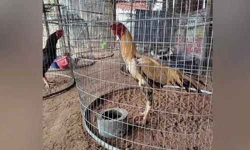 Hyderabad: मुर्गों की लड़ाई, 86 मुर्गों की 16.6 लाख रुपये में नीलामी की गई