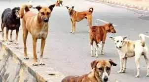 Bareilly: मासूम बच्चे पर कुत्ते ने किया हमला, उसके चेहरे को बुरी तरह नोचा Bareilly: मासूम बच्चे पर कुत्ते ने किया हमला, उसके चेहरे को बुरी तरह नोचा