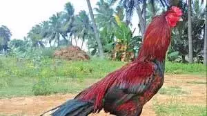 Pochampalli के फार्महाउस से जब्त किए गए मुर्गों की नीलामी की Pochampalli के फार्महाउस से जब्त किए गए मुर्गों की नीलामी की