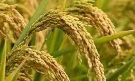 PJTSAU-IIRR ने धान की उत्पादकता बढ़ाने के लिए सहयोग करने के लिए समझौता ज्ञापन पर हस्ताक्षर किए PJTSAU-IIRR ने धान की उत्पादकता बढ़ाने के लिए सहयोग करने के लिए समझौता ज्ञापन पर हस्ताक्षर किए