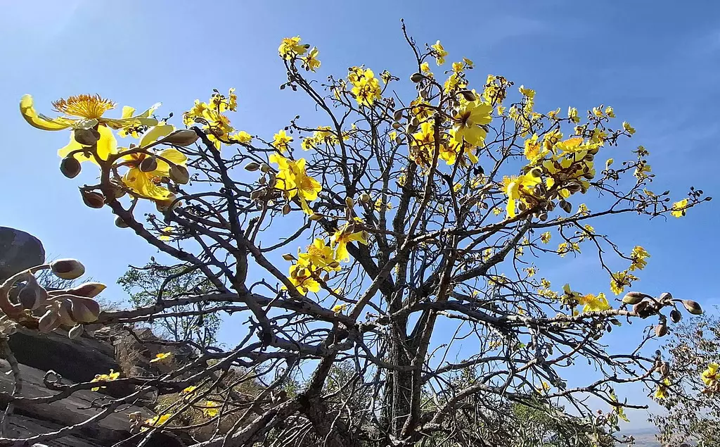 Karnataka : जलिगे हिल के लिए पुष्प सजावट Karnataka : जलिगे हिल के लिए पुष्प सजावट