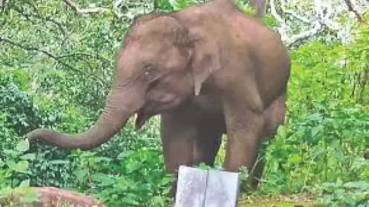 Erode में 12 वर्षीय हाथी की बिजली से मौत, किसान गिरफ्तार Erode में 12 वर्षीय हाथी की बिजली से मौत, किसान गिरफ्तार