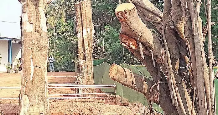 GOA: पर्यावरणविदों ने स्थानांतरित पेड़ों के अस्तित्व की निराशाजनक संभावनाओं पर प्रकाश डाला GOA: पर्यावरणविदों ने स्थानांतरित पेड़ों के अस्तित्व की निराशाजनक संभावनाओं पर प्रकाश डाला