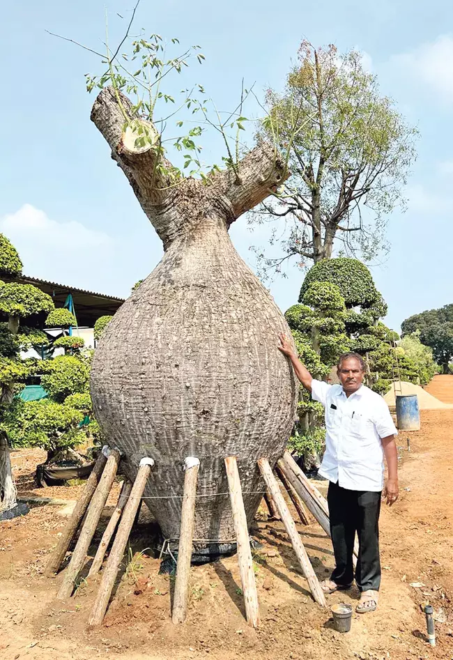Andhra: 135 साल पुराना है ये पेड़ कीमत 35 लाख रुपए Andhra: 135 साल पुराना है ये पेड़ कीमत 35 लाख रुपए