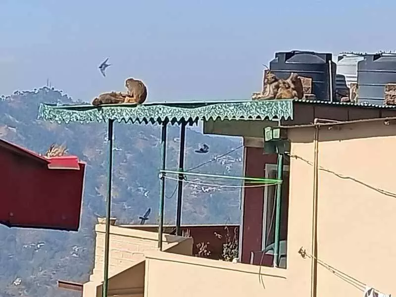 Kasauli के गांवों में बंदरों का आतंक बढ़ रहा Kasauli के गांवों में बंदरों का आतंक बढ़ रहा