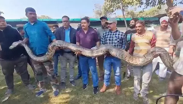Uttarakhand: काशीपुर में मिला 170 किलो वजनी और 20 फीट लंबा विशालकाय अजग Uttarakhand: काशीपुर में मिला 170 किलो वजनी और 20 फीट लंबा विशालकाय अजग