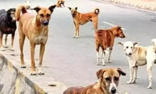 Bareilly:  मासूम बच्चे पर कुत्ते ने किया हमला, उसके चेहरे को बुरी तरह नोचा