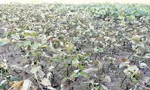 Tamil Nadu: तमिलनाडु में जातिगत अहंकार ने दलितों की फसल नष्ट कर दी