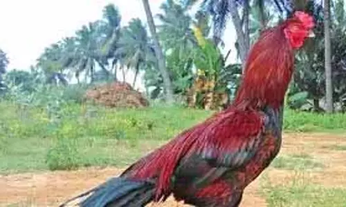 Pochampalli के फार्महाउस से जब्त किए गए मुर्गों की नीलामी की