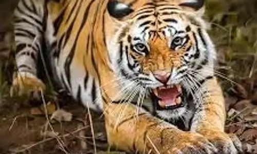 Chhindwara News : बाघ ने चरवाहे पर किया हमला, वन विभाग ने बचाई जान Chhindwara News : बाघ ने चरवाहे पर किया हमला, वन विभाग ने बचाई जान