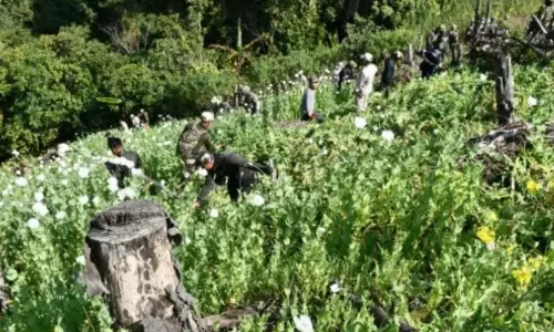 Manipur : भारत-म्यांमार सीमा के पास 10 एकड़ में अवैध अफीम की खेती