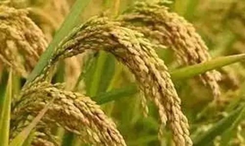 PJTSAU-IIRR ने धान की उत्पादकता बढ़ाने के लिए सहयोग करने के लिए समझौता ज्ञापन पर हस्ताक्षर किए