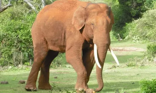 हाथी ने नेशनल हाईवे में आवागमन किया बाधित