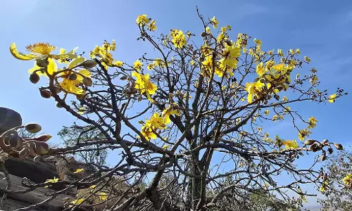 Karnataka : जलिगे हिल के लिए पुष्प सजावट Karnataka : जलिगे हिल के लिए पुष्प सजावट