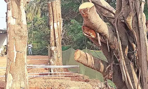 GOA: पर्यावरणविदों ने स्थानांतरित पेड़ों के अस्तित्व की निराशाजनक संभावनाओं पर प्रकाश डाला
