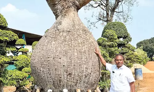 Andhra: 135 साल पुराना है ये पेड़ कीमत 35 लाख रुपए Andhra: 135 साल पुराना है ये पेड़ कीमत 35 लाख रुपए