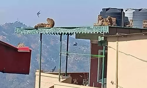 Kasauli के गांवों में बंदरों का आतंक बढ़ रहा Kasauli के गांवों में बंदरों का आतंक बढ़ रहा