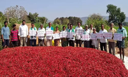 Khammam में मिर्च बोर्ड स्थापित करने की मांग जोर पकड़ रही