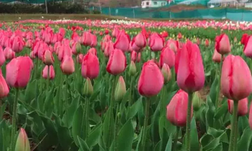 Palampur में दो दिवसीय ट्यूलिप महोत्सव और सजावटी बल्बों पर राष्ट्रीय संगोष्ठी का आयोजन