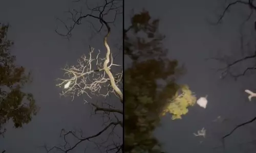 पेड़ों के बीच से उड़ती दिखी उड़ने वाली गिलहरी, देखें शानदार VIDEO