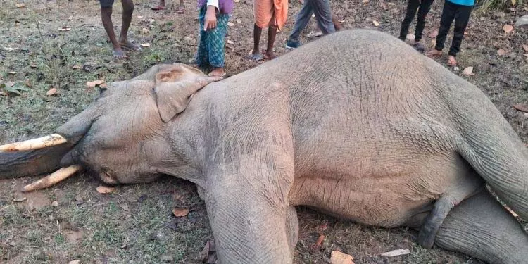 देवगढ़ के जंगल में मृत मिला हाथी देवगढ़ के जंगल में मृत मिला हाथी
