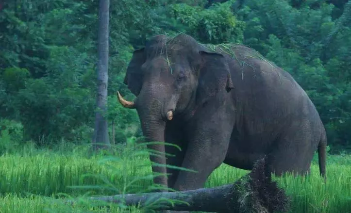 Thrissur में जंगली हाथी ने आदिवासी व्यक्ति को कुचलकर मार डाला Thrissur में जंगली हाथी ने आदिवासी व्यक्ति को कुचलकर मार डाला