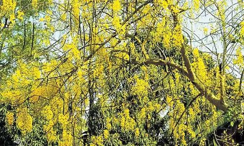 Karnataka: कर्नाटक में वनों की लकड़ी की कटाई पर विशेषज्ञों ने चिंता व्यक्त की