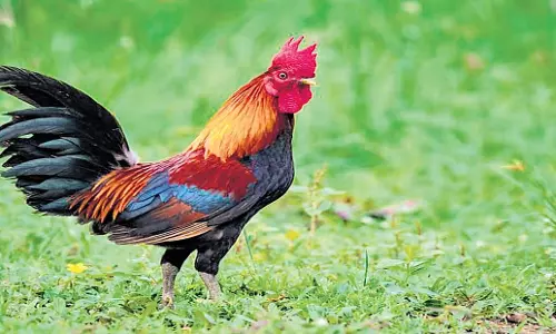 Kerala: नियमित रूप से मुर्गे की बांग से मजिस्ट्रेट को हस्तक्षेप करना पड़ा Kerala: नियमित रूप से मुर्गे की बांग से मजिस्ट्रेट को हस्तक्षेप करना पड़ा