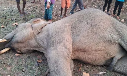 देवगढ़ के जंगल में मृत मिला हाथी देवगढ़ के जंगल में मृत मिला हाथी